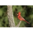 thumbnail image 2 of Kaveney, Wendy 18x13 White Modern Wood Framed Museum Art Print Titled - Arizona, Amado Northern cardinal on dead tree, 2 of 4