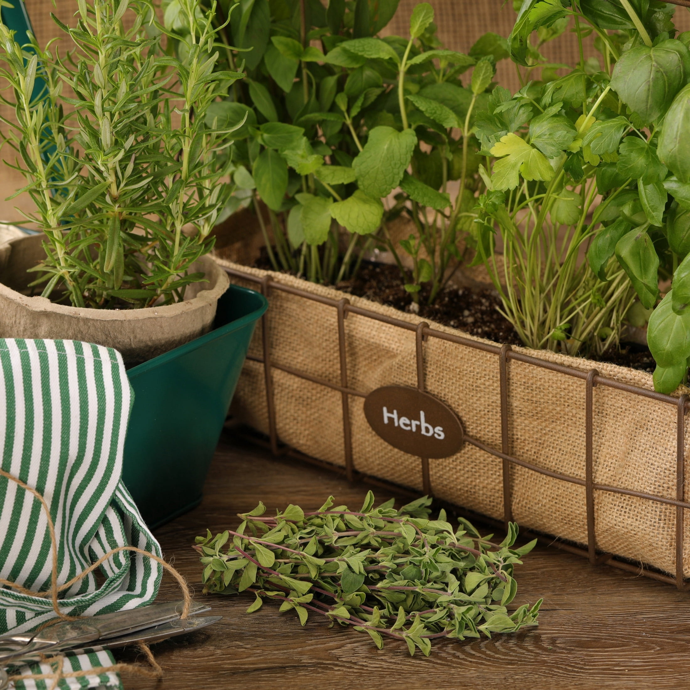 Proven Winners 4" Greek Oregano Oregano Live Herb Plant in 4.25" Pot (4 Count)