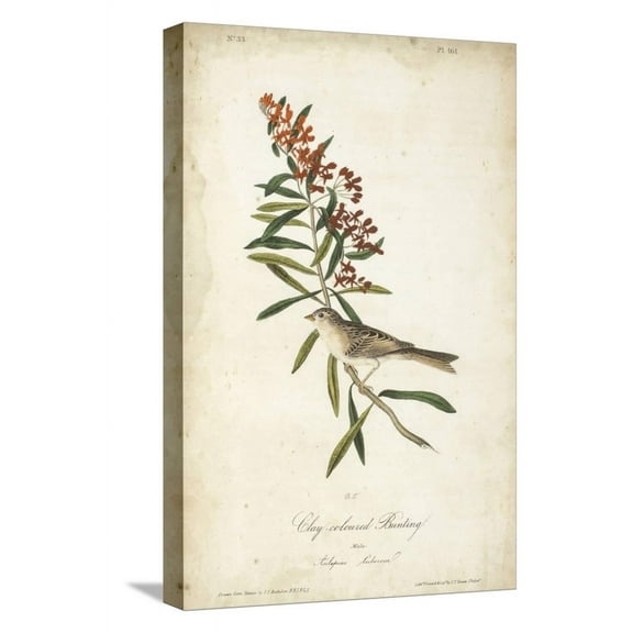 Art.com Delicate Bird and Botanical II Stretched Canvas Print Wall Art by John James Audubon, 12" x 18"