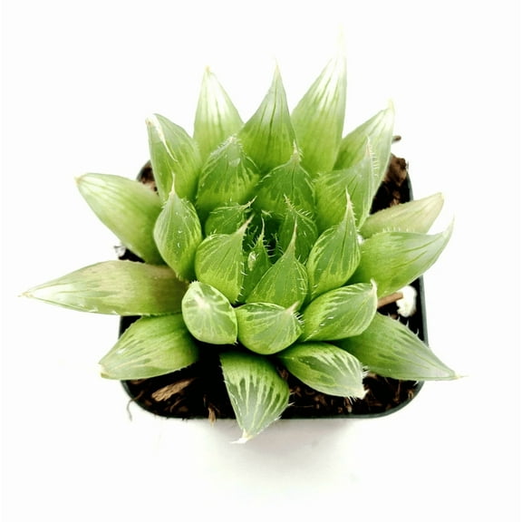 Haworthia Cymbiformis 'Cathedral Window Haworthia' Succulent Live Plant 2 Inch for Indoor Outdoor Home Office Garden Decor