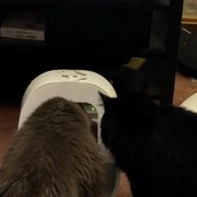 Front Cover for SureFeed Microchip Pet Feeder, Avoid Pets competing for Food, Prevent Food Stealing for Cats and Small Dogs (Cat Shape)