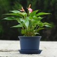 thumbnail image 3 of AMERTEER Nordic Style Succulent Plant Creative Balcony Round Plastic Flower Pot with Tray, 3 of 9