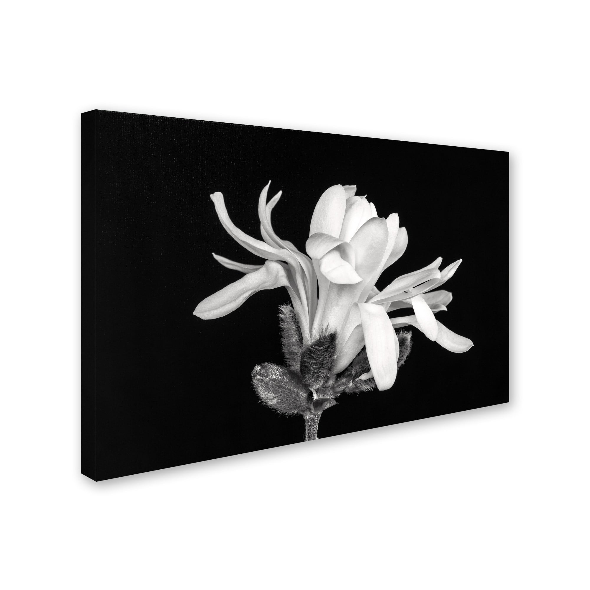Trademark Fine Art 'Magnolia Flower' Canvas Art by Pierre Leclerc