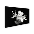thumbnail image 3 of Trademark Fine Art 'Magnolia Flower' Canvas Art by Pierre Leclerc, 3 of 4