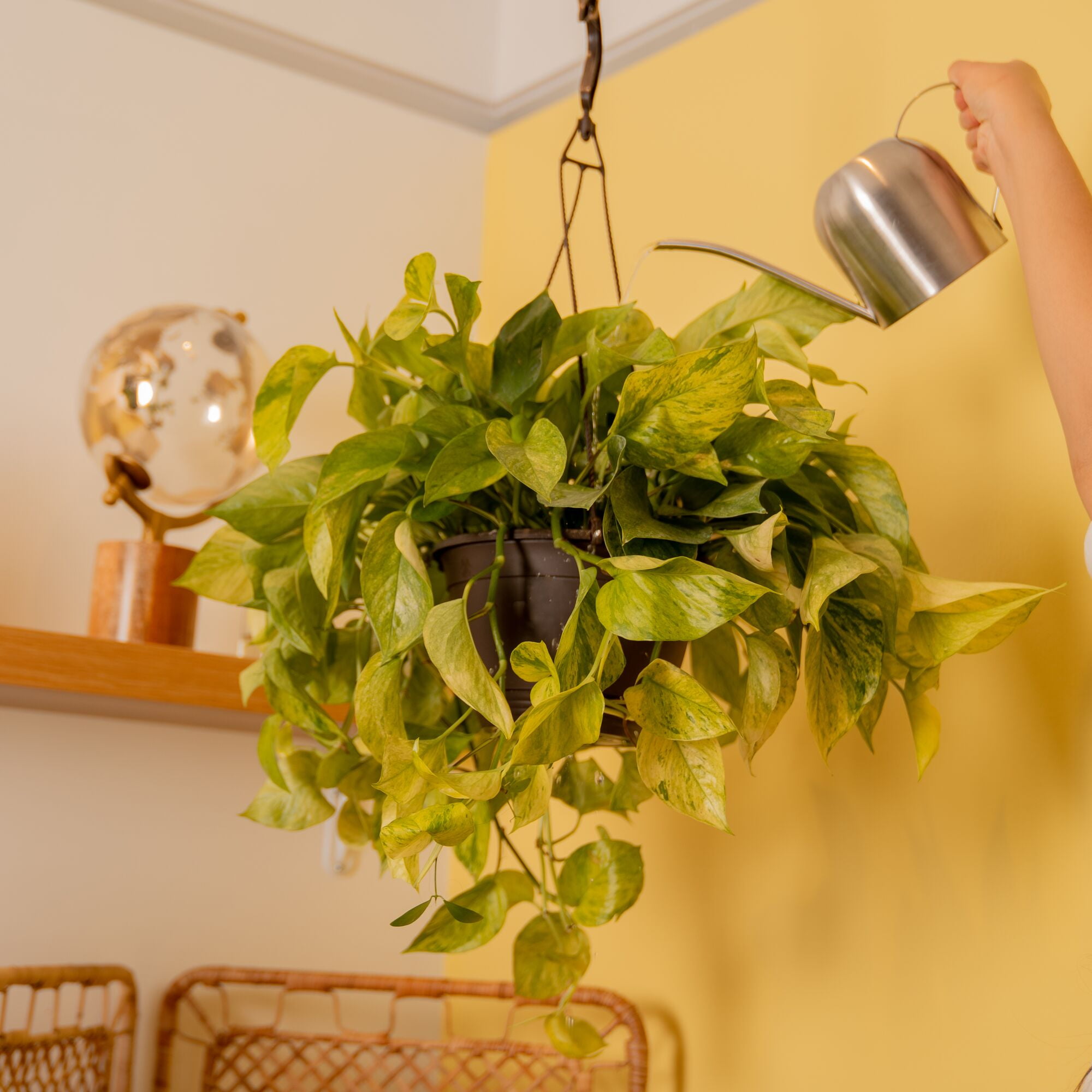 Exotic Angel by Costa Farms 16" Assorted Foliage House Plant in 8" Hanging  Basket - Walmart.com