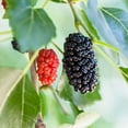 thumbnail image 4 of Everbearing Mulberry Tree - Live Plant in a 4 Inch Pot - Edible Fruit Tree for The Patio and Garden, 4 of 5