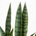 thumbnail image 6 of Nearly Natural Sansevieria Artificial Plant with Planter - 2' - Green, 6 of 7