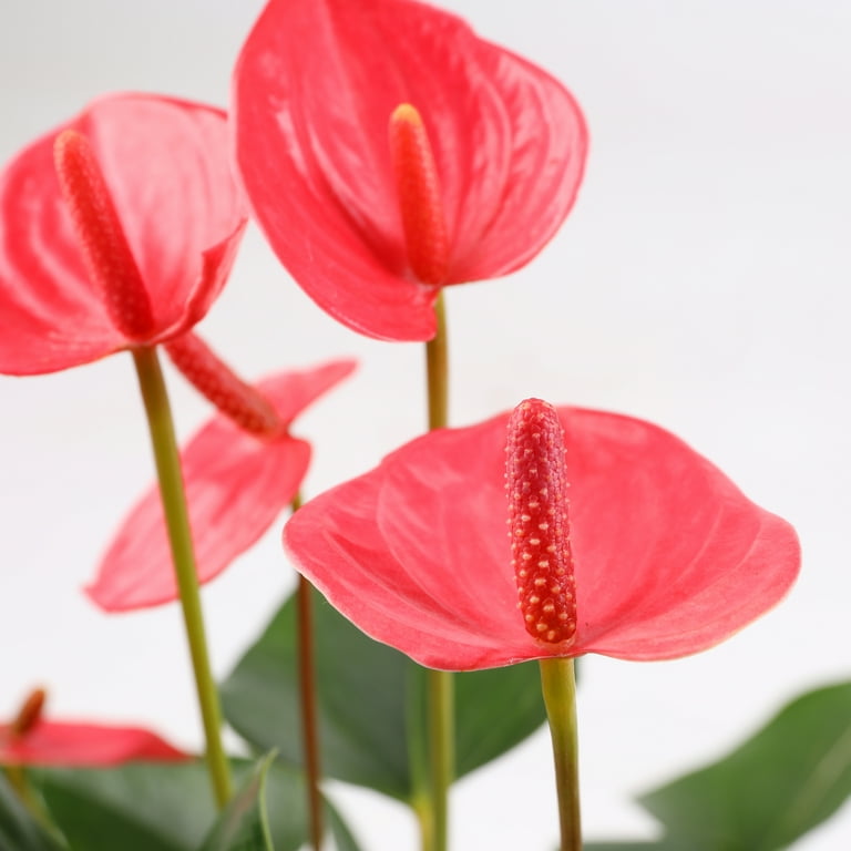 Green Circle Growers 5" Pink Anthurium in Seagrass Pot  Get Well Soon Gift  - Walmart.com