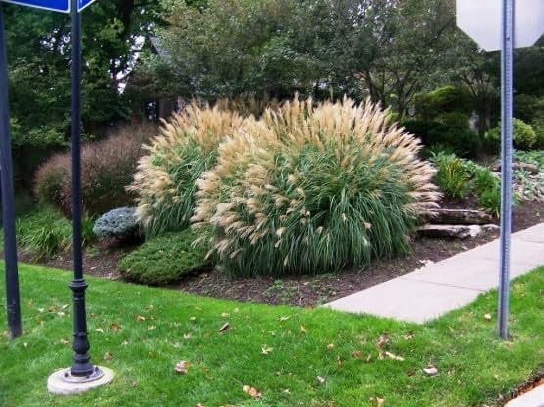 Adagio Maiden Grass  3 Live Plants  Micanthus Sinensis  Hardy Ornamental Grass Perfect for Landscaping and Gardening
