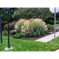 thumbnail image 6 of Adagio Maiden Grass  10 Live Plants  Micanthus Sinensis  Hardy Ornamental Grass Perfect for Landscaping and Gardening, 6 of 9