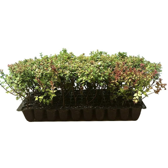 Abelia Rose Creek - 60 Live Plants - Flowering Butterfly Attracting Shrub