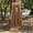 Brown, variant on Sundress Solid Sling Backless Loose Mid Length Home Loungewear Summer Sleep Dress