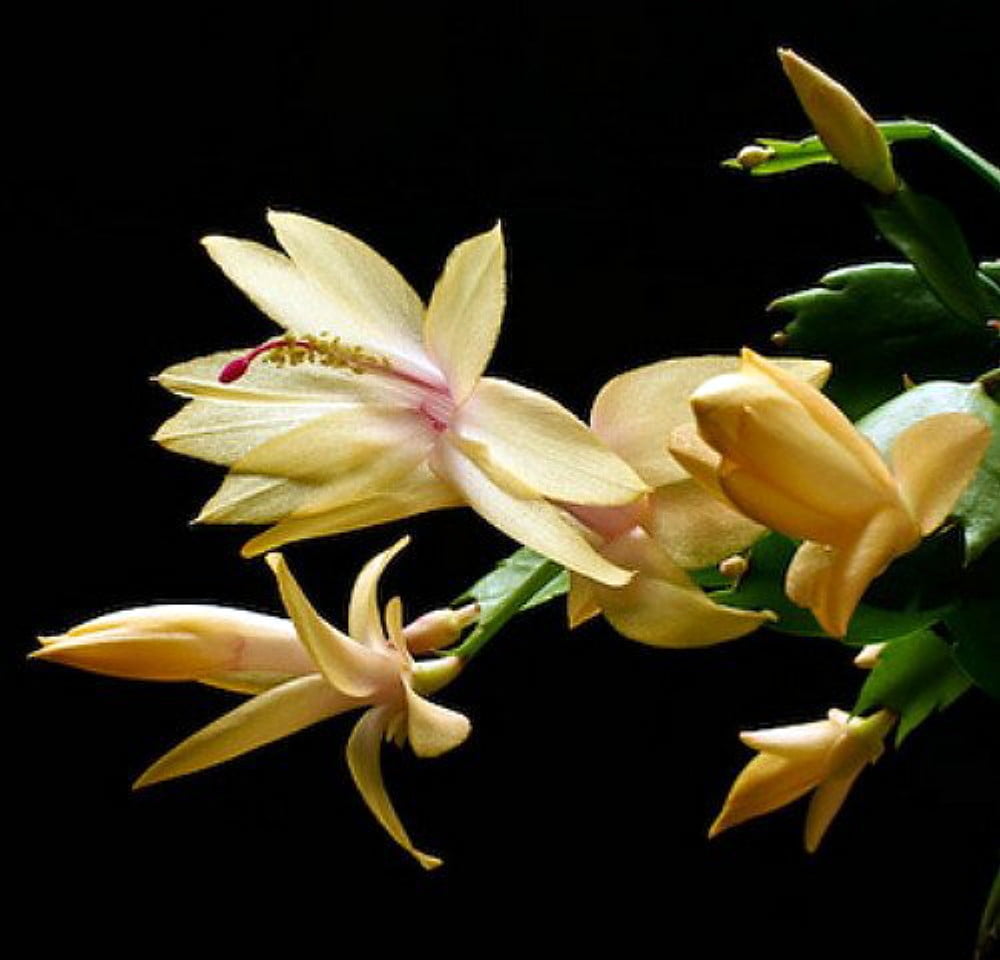 Hirt's Rare Yellow Christmas Cactus Plant - Zygocactus - 2" Pot - Walmart.com