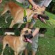 thumbnail image 5 of Apuakthei Collar de perro impermeable, collar de perro ajustable con bloque de color, adecuado para uso diario en entrenamiento, 5 of 5