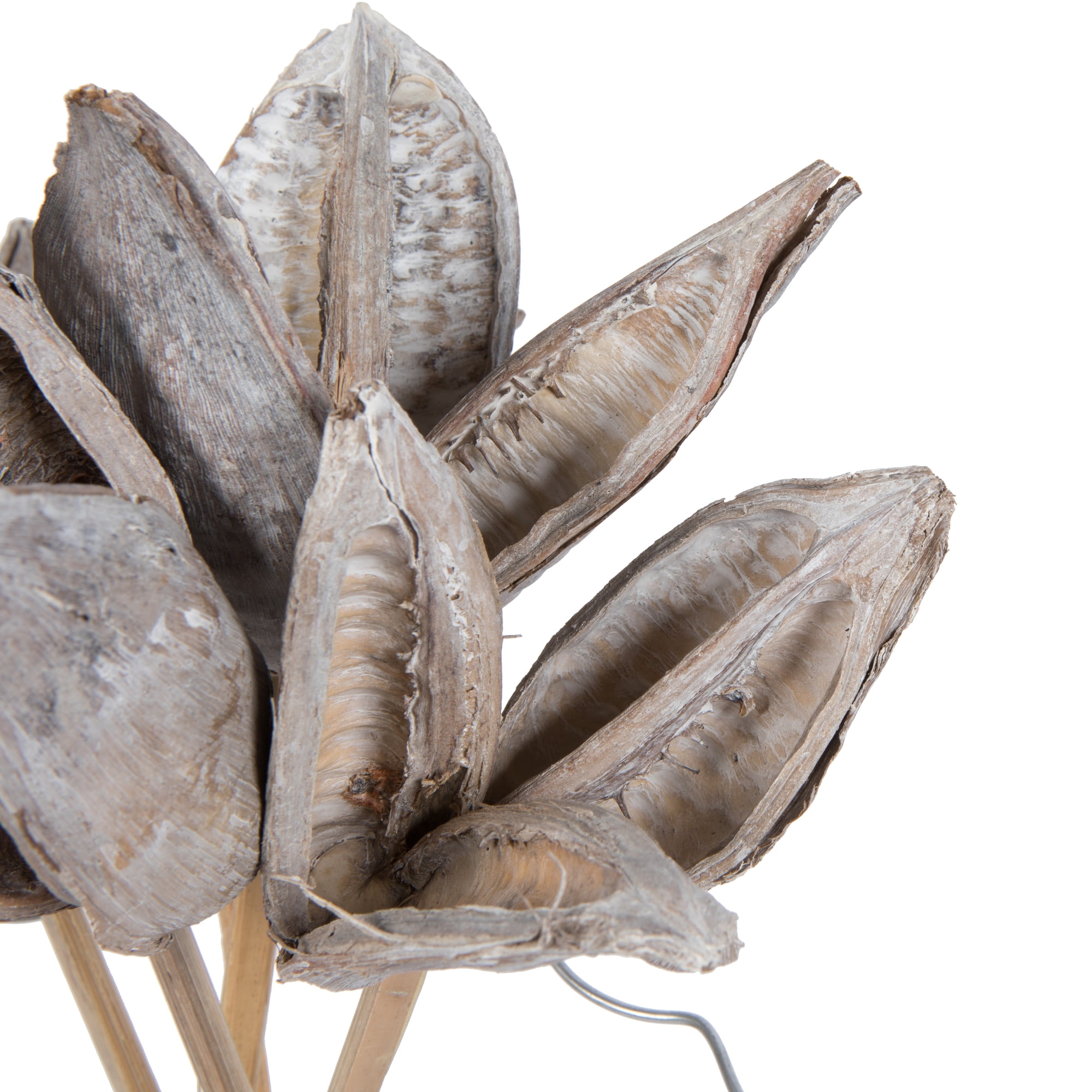 Vickerman 16" White Wash Sora Pod attached to a Wood Stem.  Includes 5 Stems per Pack, Dried
