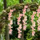 thumbnail image 5 of unbranded 2Ud Guirnalda Colgante De Flores Artificiales De Cerezo Rosa Para Pared Puerta, 5 of 6