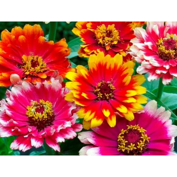 Swirls Mixed Zinnias - 100 Seeds - Pink/Purple/Red Flower Seeds, Open Pollinated Seed Attracts Bees, Attracts Butterflies, Attracts Hummingbirds, Attracts Pollinators