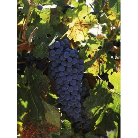 - Cabernet Sauvignon Grapes in Vineyard, Wine Country, California, USA Print Wall Art By Green Light Collection