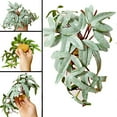 thumbnail image 4 of Animaux Rampants, Fournitures de Rampement, Plantes Simulées, Animaux, 4 of 8