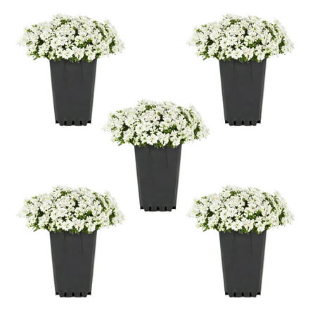 Expert Gardener 1QT White Iberis Live Perennial Plant Sun 5-Pack