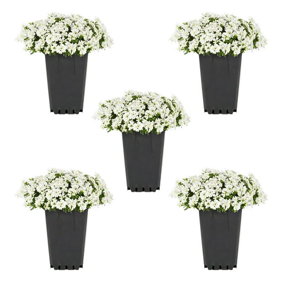 Expert Gardener 1QT White Iberis Live Perennial Plant Sun 5-Pack