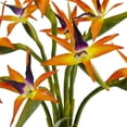 thumbnail image 3 of Nearly Natural Bird of Paradise Silk Arrangement in Black Glossy Cylinder, 3 of 4