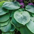 thumbnail image 2 of 1 gal. Blue Angel Hosta, 2 of 8