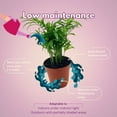 thumbnail image 5 of Bamboo Palm, Chamaedorea Parlor Palm, Clustered Reed Palm, Cane Palm in 4 inch Pot, 5 of 8