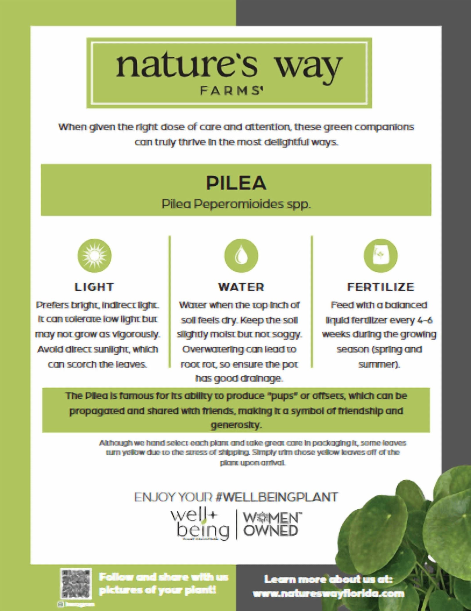 Nature's Way Farms Pilea Indoor Live Plant (6-10 in. Tall) in Grower Pot