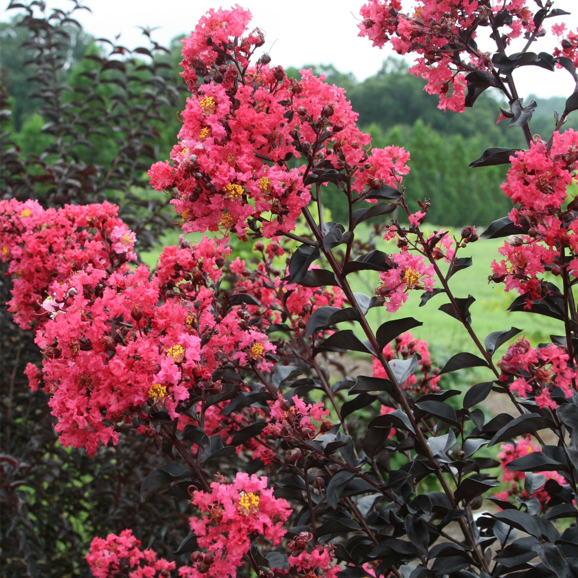 First Editions Midnight Magic Crape Myrtle Live Shrub (7 Gallon)