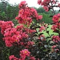 thumbnail image 3 of First Editions Midnight Magic Crape Myrtle Live Shrub (7 Gallon), 3 of 11