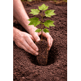 thumbnail image 2 of 1 Sycamore Tree Seedling for Planting 1-2 Feet Tall Live Tree, 2 of 6