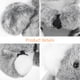 thumbnail image 2 of KAKOWELY Koala de peluche, adorable koala de peluche, ideal para decorar el sofá del dormitorio., 2 of 5