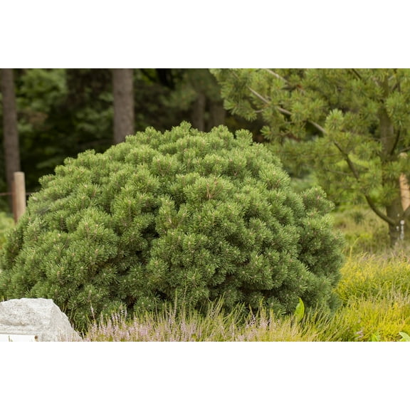 Expert Gardener 2.5QT Pine Pumilio Evergreen Live Plants Full Sun Green
