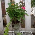 thumbnail image 4 of Large Vintage Trophy-Shaped Planter Pot, Durable Decorative Garden Container With Rustic Design For Indoor Outdoor Use, Perfect For Patio, Yard, Balcony, Home And Courtyard Decor, 4 of 5
