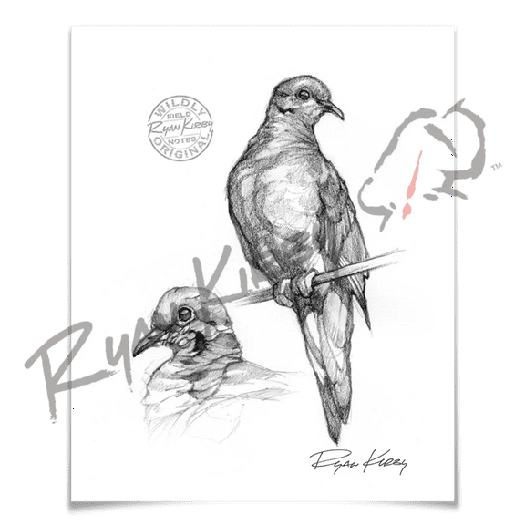 Mourning Dove Study Sketch Print