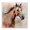 Modern Horse Portrait_v1, variant on Stupell Industries Contemporary Modern Horse White Framed Giclee Art, 12 x 12, by Irena Orlov