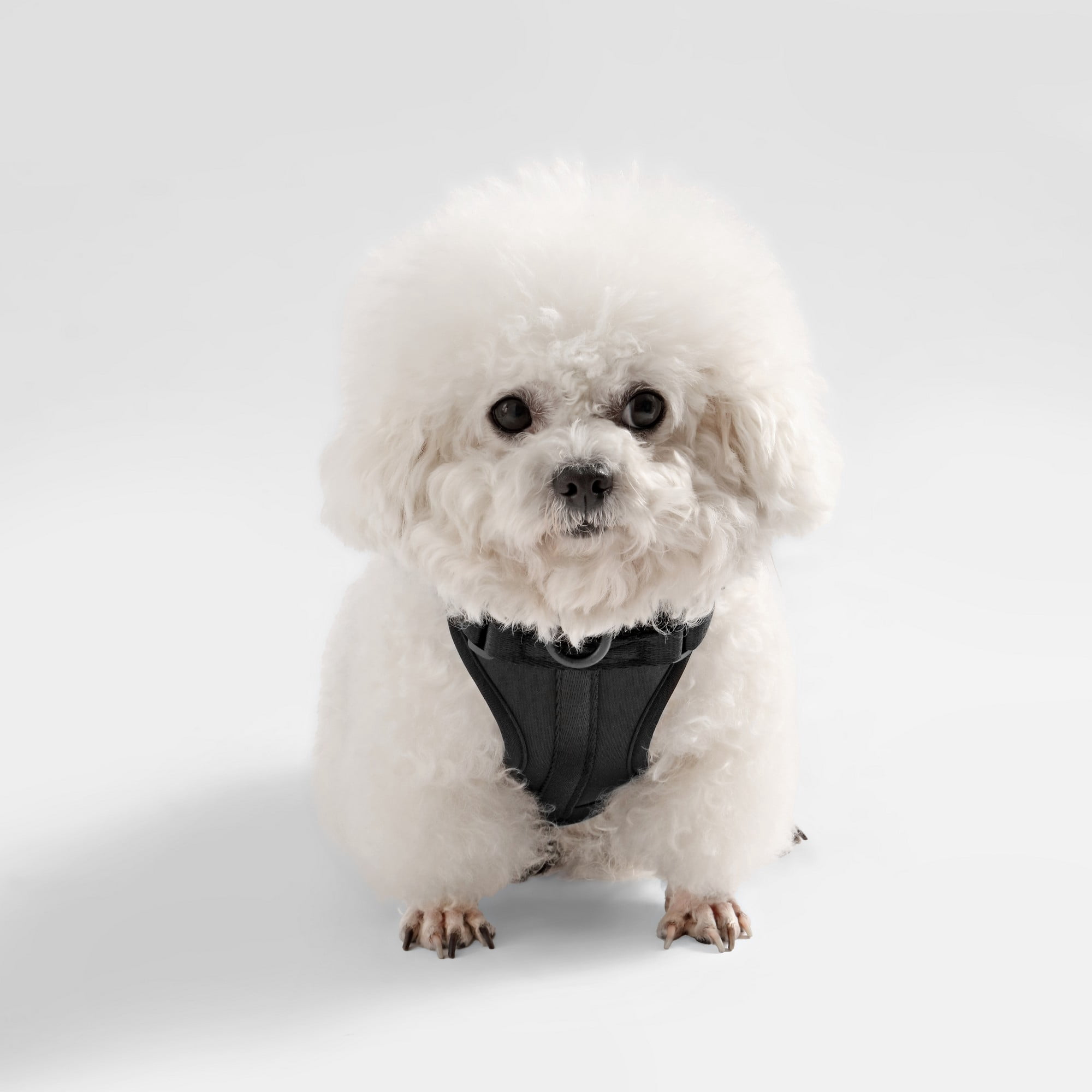 THE LICKER STORE Arlo Extra Small Adjustable Soft Padded No Pull Pet Harness with 3 Buckles and 3 Leash Clips, Black, HNS1000I