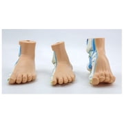 Foot Anatomical Model, Human Anatomical Foot Model, Normal Flat Arched Foot Model with Muscles, Ligaments