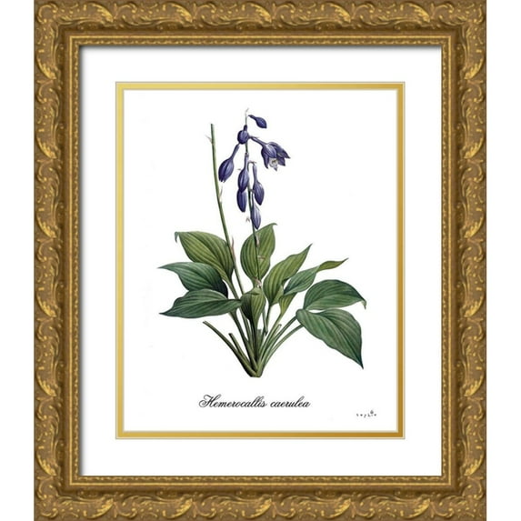 Sophie 6 26x31 Gold Ornate Wood Framed with Double Matting Museum Art Print Titled - Hemerocallis Caerulea