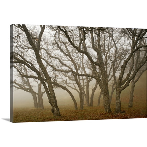 Great BIG Canvas | "Misty Oaks I" Canvas Wall Art - 48x32