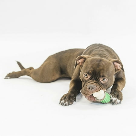 Bone Pet Toy - Premier Pet Dog Toys Ring Holding Bone MD Dog