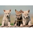thumbnail image 3 of Wolf Pups (100% Cotton Tea Towel, Decorative Hand Towel, Kitchen and Home), 3 of 3