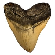 Ivory Megalodon Shark Tooth -  Museum Quality Replica with Serrations - 5.5"