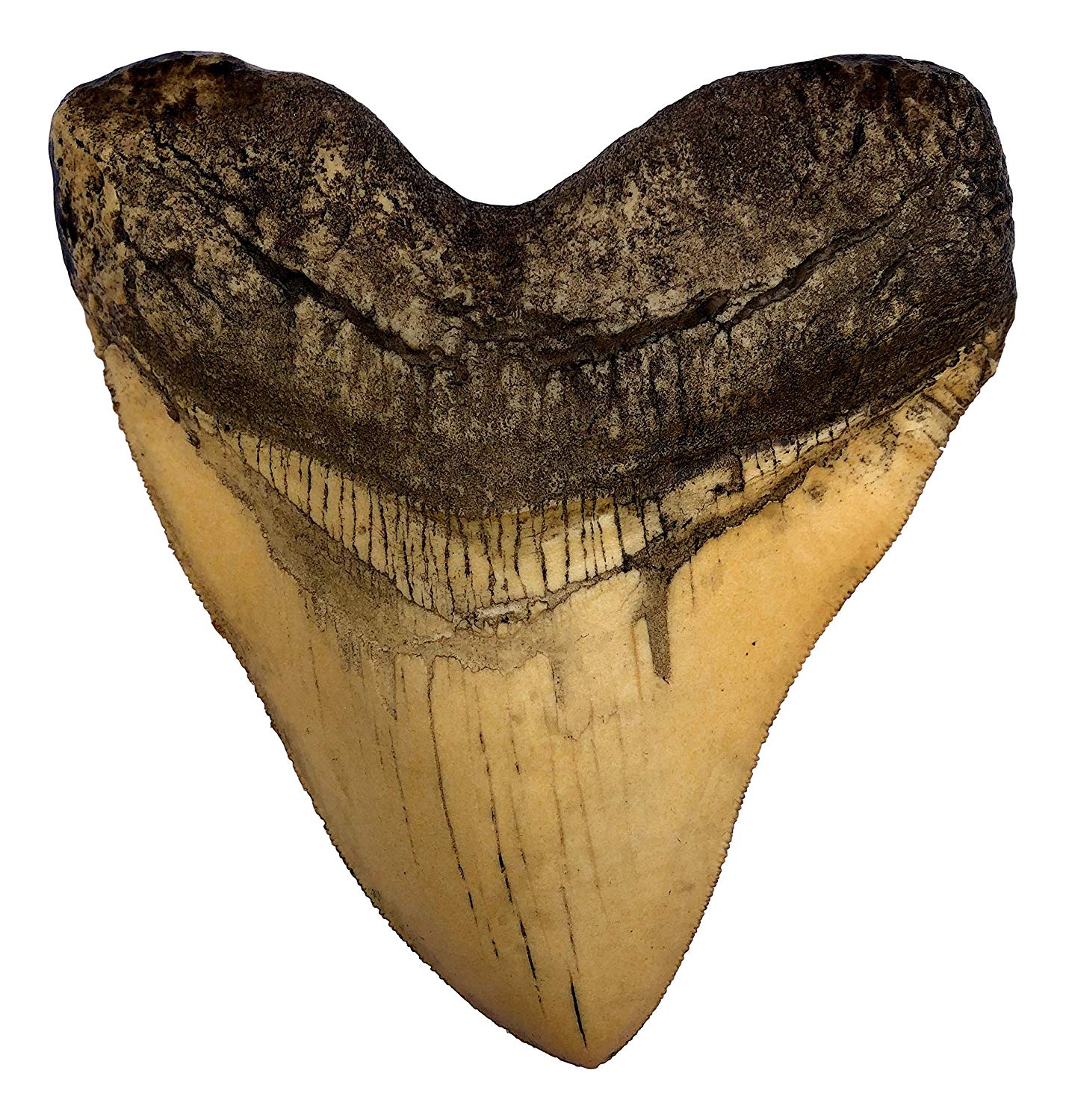 Ivory Megalodon Shark Tooth Museum Quality Replica With Serrations 