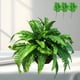 thumbnail image 5 of Hojas artificiales de helecho persa | Casquillos de helecho falso verde de plástico 19 piezas Imitación realista | 3 tamaños: 17.7 pulgadas de longitud total | Decoración realista del hogar de bodas, 5 of 6
