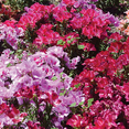thumbnail image 4 of Ferry-Morse 100MG Godetia Azalea Annual Flower Seeds, Full Sun, 4 of 11