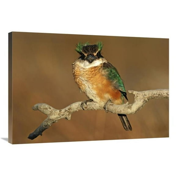 24 x 36 in. Sacred Kingfisher, Avon Heathcote Estuary, Christchurch, New Zealand Art Print - Jonathan Harrod