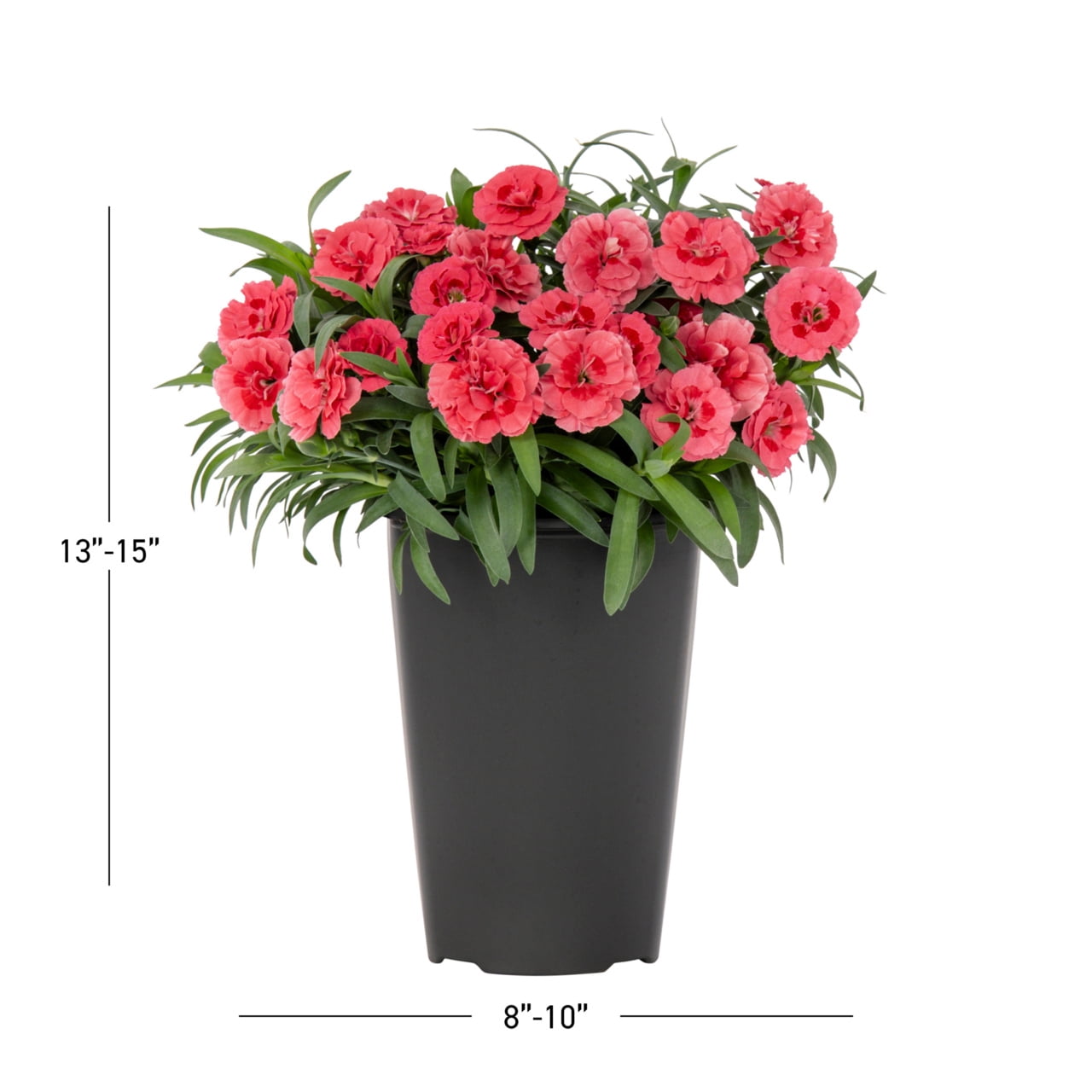 Expert Gardener 2QT Orange Dianthus Live Perennial Plant Sun 3-Pack