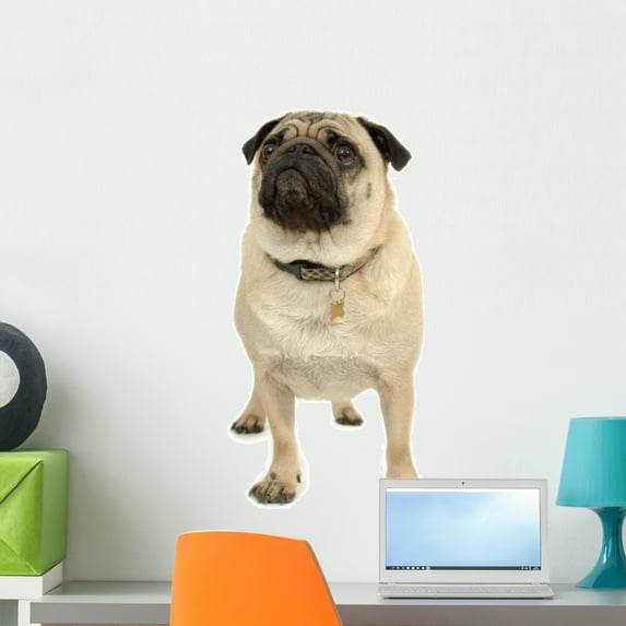 Pug over White Wall Decal by Wallmonkeys Peel and Stick Graphic (24 in H x 12 in W) WM170495